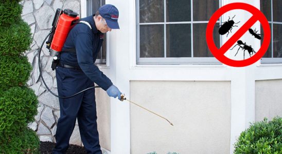 Kangal Gümüşkurt İlaçlama böcek ilaçlama ve haşere kontrolü — ilaclama-tr.com